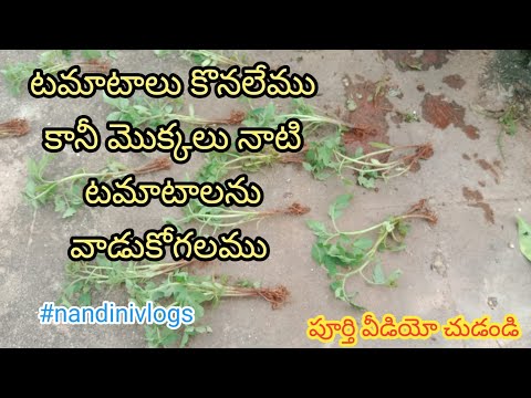 how to plant tomatoes? | టమాటా ధర పెరిగింది అందుకే మొక్కలు వేస్తున్నాం | #tfv @tfvloggerstelugu