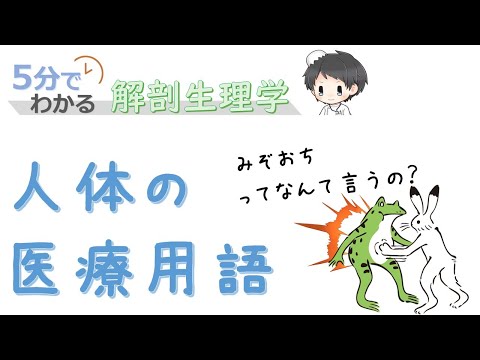 人体の医療用語【5分でわかる解剖生理学】