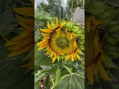 Good Morning from My Kitchen Garden!