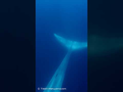 🐋親子のシロナガスクジラ！