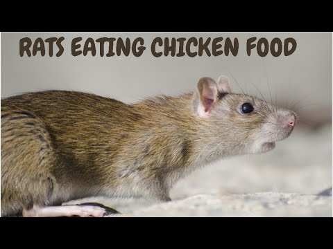 Rats Eating Chicken Food