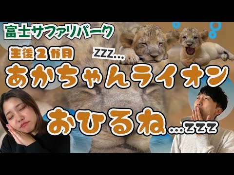 かわいすぎる…生後2ヶ月赤ちゃんライオンのお昼寝特集🐾【富士サファリパーク②】