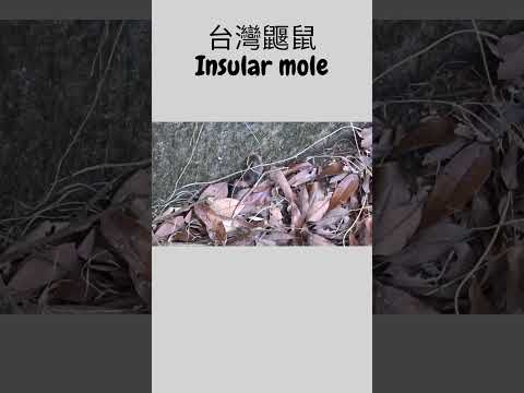 台灣鼴鼠 Insular mole 有趣的小動物! Interesting small mammal!  #wildlife #nature