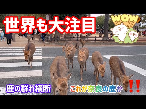 【世界も大注目】鹿の群れ横断🫎これが奈良の鹿か‼️NARA  PARK