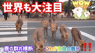 【世界も大注目】鹿の群れ横断🫎これが奈良の鹿か‼️NARA  PARK