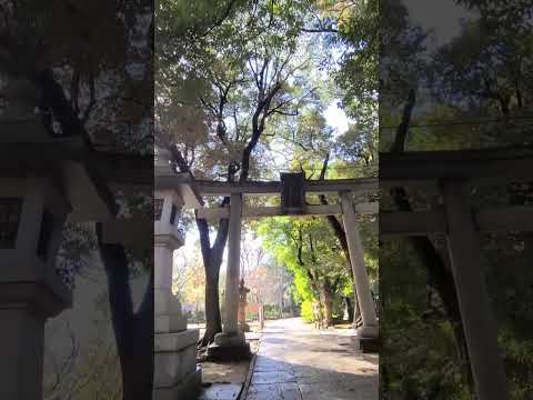 赤坂氷川神社の石階段の先には黄金の絶景があった・Golden scenery in Tokyo, Japan　#short #shorts #shortvideo #散歩 #港区