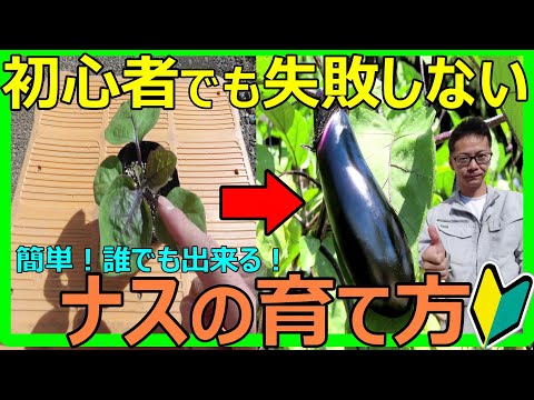 【カンタン！誰でも出来る！】ナスの栽培方法を基礎から収穫まで徹底解説します！