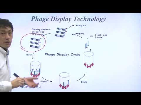 Unit 7 Part 3   Phage Display Technology