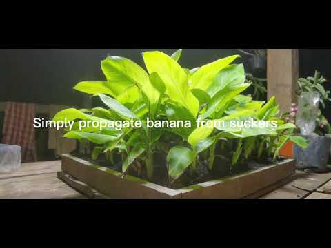 transplant banana from suckers | banana macro propagation