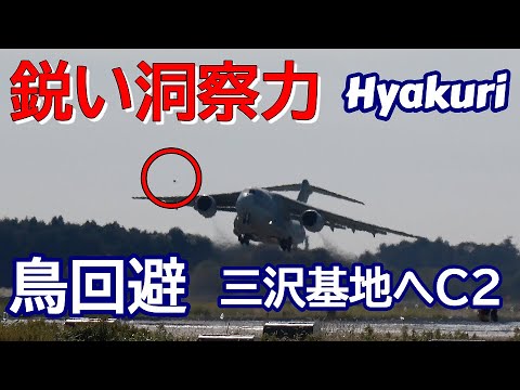 鋭い洞察力！鳥回避は凄～い 三沢基地へ向かう大型輸送機C 2 百里基地 nrthhh 202411071341