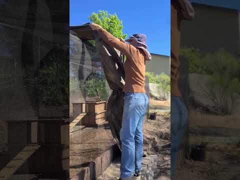 Repurposing weed fabric as shade! #scrapsteading #recycle #chicken