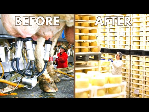 How Cheese Is Made