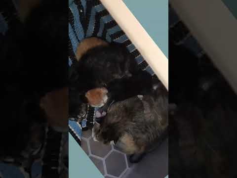 生まれたての子猫 Newly born kitten #cat #kitten #newborn #子猫 #猫 #kucing