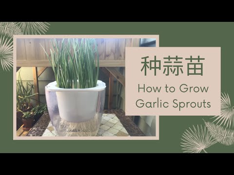 水培大蒜苗，有超乎想象的治愈力量 | How to Grow Garlic Sprouts in Water without Soil