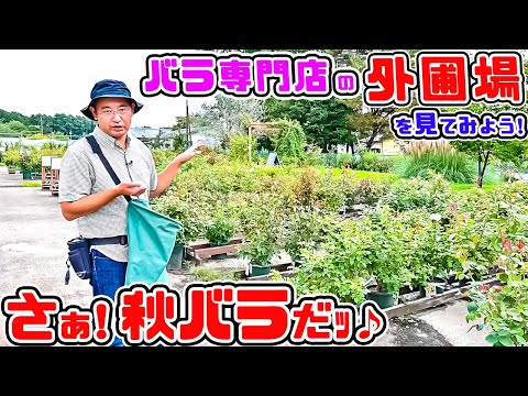 さぁ!秋バラ🌹【バラ外圃場ガイドツアー🌹バラ販売店の外圃場を見てみよう! 高木大輔さん