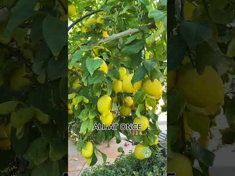 Best place to store citrus? On the tree!