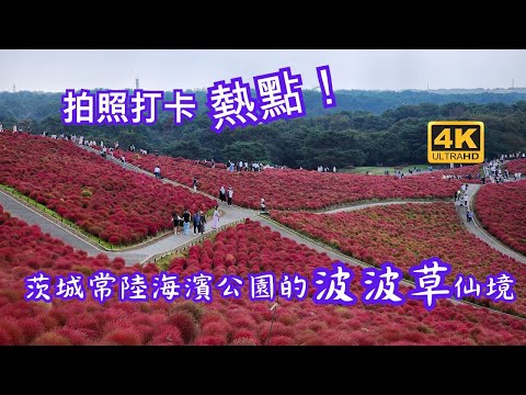 茨城縣國營海濱公園見晴之丘當秋天來臨時，紅掃帚草呈現出一片燦爛的紅色，與藍天碧海交相輝映，成為攝影愛好者和自然愛好者的夢幻景點。每年秋季壯麗的紅掃帚草海洋嘉年華吸引無數遊客前來，共享這片絢爛的美景。