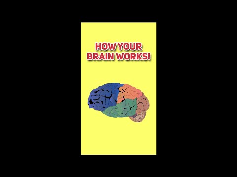 How Your Your Brain Works | Human Anatomy