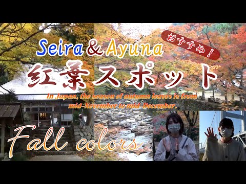 Seira&Ayunaおすすめ！紅葉スポット2021  Seira and Ayuna are recommended. Autumn leaves spot 2021 in Japan