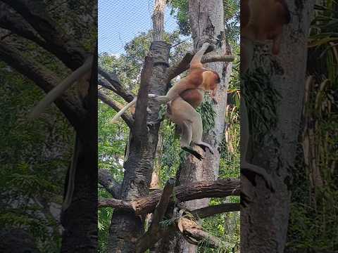 Majestic long-nosed male monkey 🐒