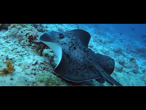 Scuba diving Maldives 2022, 69 dives in 3 atolls, 4K