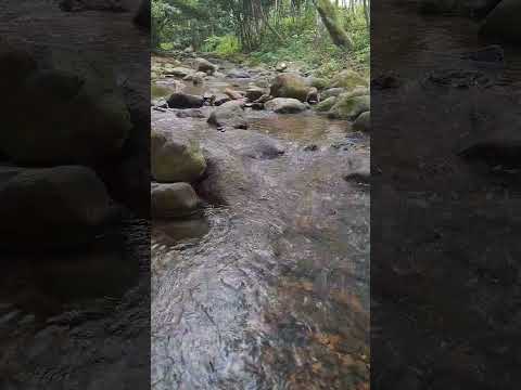 Refreshing  #naturelovers #vietnam #shortvideo #satisfying