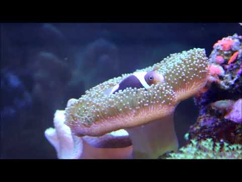 黃水晶小丑與花環珊瑚White-bonnet Anemonefish & Toadstool Leather Coral（Mushroom leather Coral）