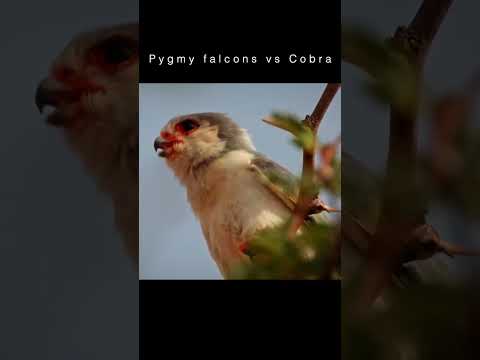 Cobra vs Pygmy falcons