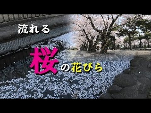 【癒やし】桜の花びらが水に流れる