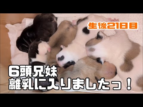 【フレンチブルドッグ】生後21日目！6頭兄妹の離乳の様子をお見せします！　#524