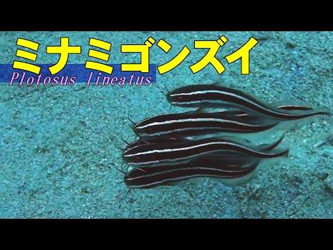 [ Striped catfish ] New species with old name / Plotosus lineatus