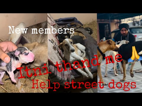 Meet our family and new members🐶😍| plz share and support | bezubaano ki help kre.