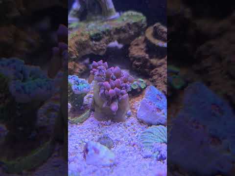 Beautiful baby bubbletip anemone