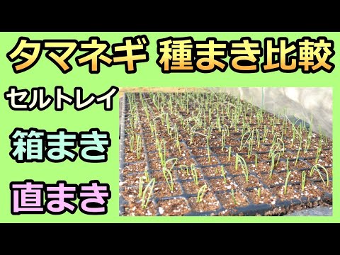 【タマネギの種まき比較 発芽編 2021秋】セルトレイ vs 箱まき vs 直まき 家庭菜園28年目 無農薬