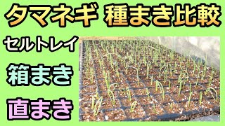 【タマネギの種まき比較 発芽編 2021秋】セルトレイ vs 箱まき vs 直まき 家庭菜園28年目 無農薬