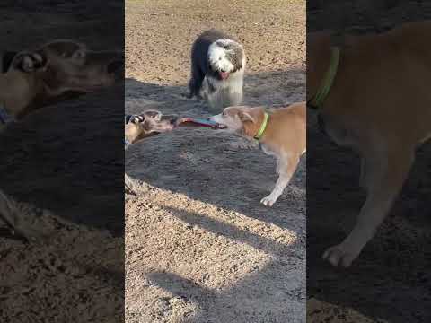 Puppy tried his best to keep his frisbee