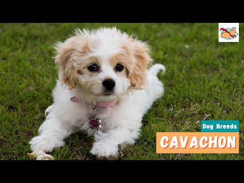 Cavachon: A Complete Visual Guide To This Adorable Little Dog!