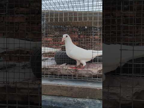 White Humar Kabootar 🥰 // Full White Humar Pigeon In Darbhanga 🤯 ( Bihar ) #shots #pigeon #darbhanga