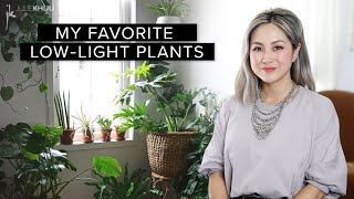 30 Favorite Low-Maintenance LOW LIGHT INDOOR PLANTS (plus Styling Tips!)