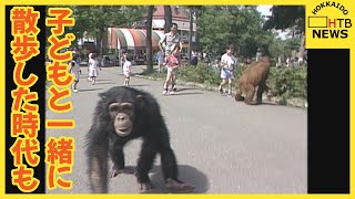 【懐かしい】オランウータンとチンパンジーが園内を散歩！？　札幌市円山動物園「類人猿館」の歴史