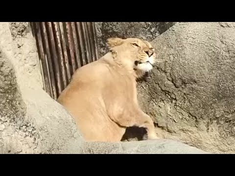 【ライオン】【愛媛県立とべ動物園】クレイ！檻越しにバックヤードに寄り添ってお気に入りの場所へ！