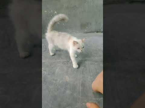 #cat #kitten #fyp #cute #animals #shortvideo #kucing #kucinglucu #kucinggemoy #catshorts #catlover