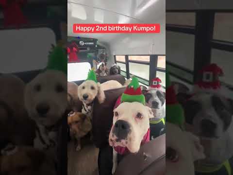 Happy 2nd birthday Kumpo! ⏱️➡️🏘️#dogchristmas