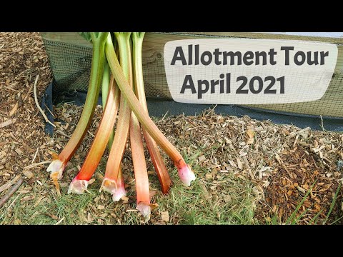 April Allotment Tour 2021 - Harvesting leeks, broccoli, and rhubarb, germinating seeds