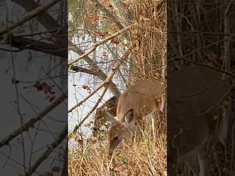 Two little deer found a good place to forage happily | Horizons_視野 | wildlife | lake