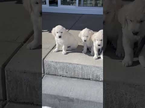 There's always one... 🤣 #shorts #goldenretriever #puppy  #puppies