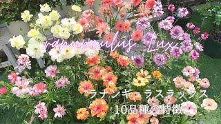 庭に咲くラナンキュラスラックス10品種の特徴🌷