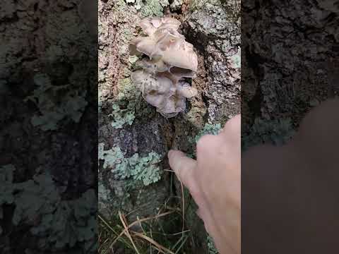 Hen of the Woods Mushrooming tip