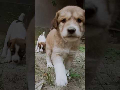 Pure Soul 🐕❤️| Maasum chehra 😘| #doglover #trending #viralvideo #youtubeshorts