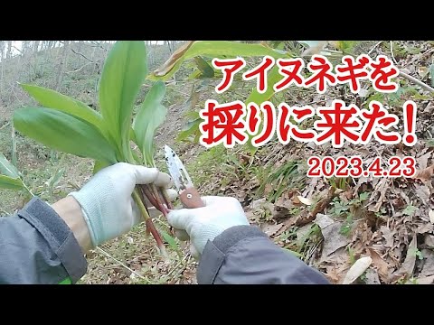 【北海道】春の山菜シーズン到来  本日のランチはアイヌネギ🌱